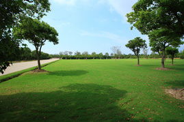 上海奉贤园林绿化工程 精细施工构筑生态宜居新画卷