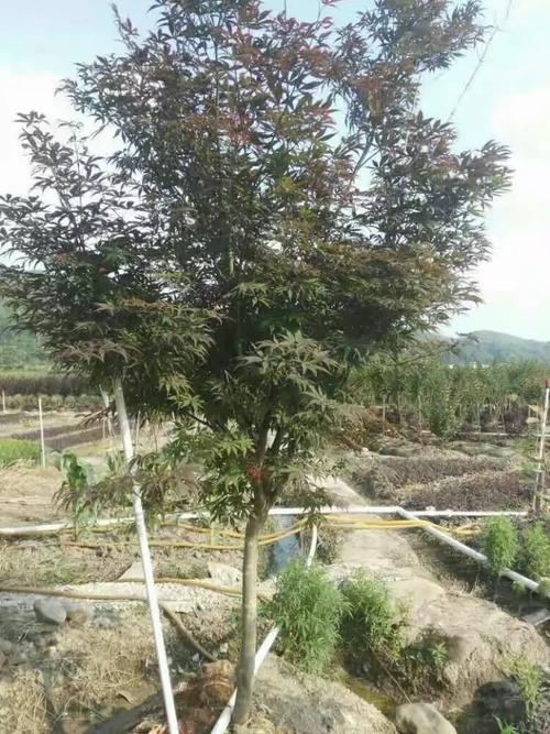 贵州鸿美园林:绿化苗木种植销售和绿化工程设计.施工.养护