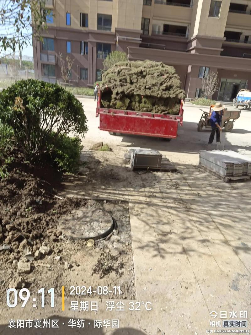 园林景观绿化工程 小区绿化施工 工地现场实拍